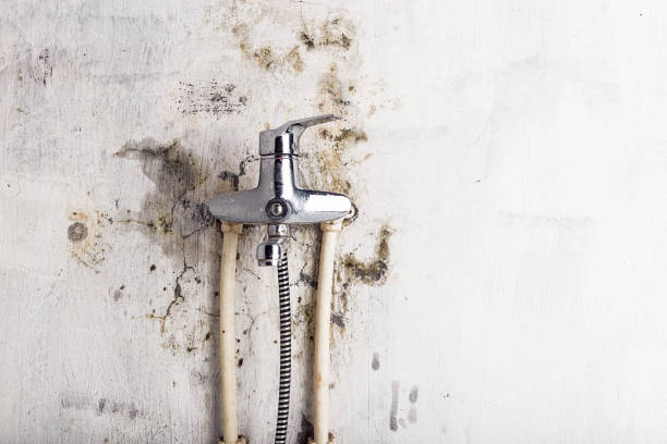 Best White Mold Remediation in Blue Jay, OH