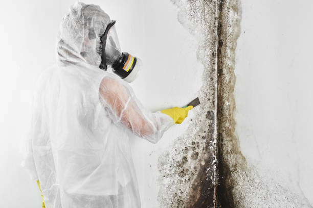 Best Crawl Space Mold Remediation in Blue Jay, OH
