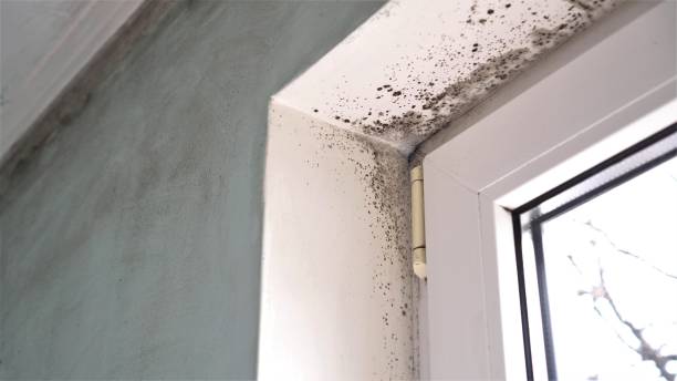 Best Emergency Mold Remediation in Blue Jay, OH