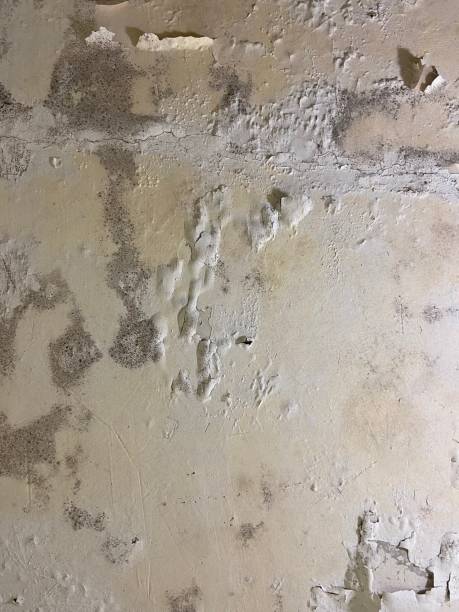Best Mold Remediation for Schools in Blue Jay, OH