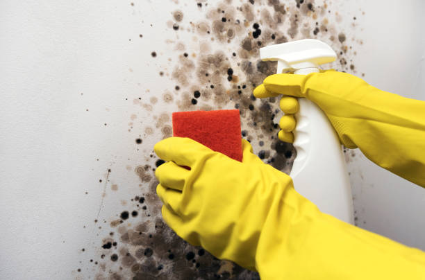 Best Attic Mold Remediation in Blue Jay, OH