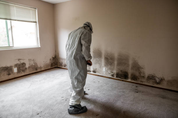 Best Mold Remediation for Specific Building Types in Blue Jay, OH